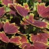 Pelargonia 'Vancouver Centennial' – ozdobne liście